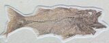 Large, Mioplosus Fossil Fish - Wyoming #48594-2